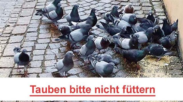 Tauben bitte nicht füttern