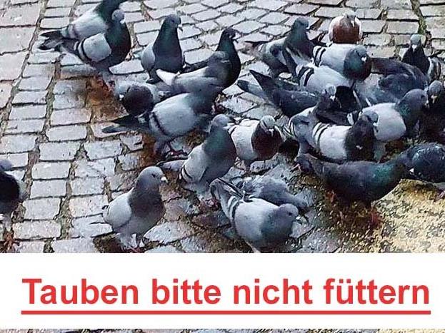 Tauben bitte nicht füttern